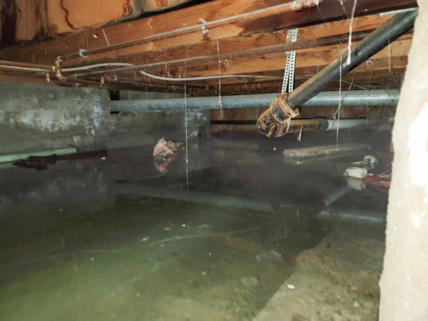 Best Basement water damage restoration  in Cheyenne, WY